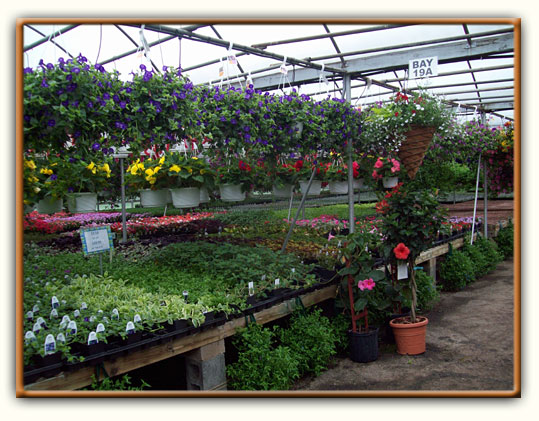 Cierech’s Greenhouse - Pohatcong Growers-Cierech’s Greenhouse - Pohatcong, NJ