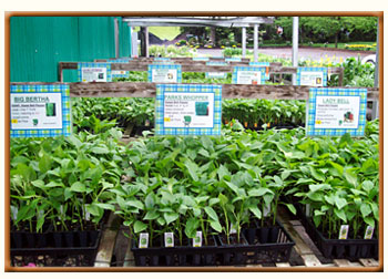 Cierech Greenhouse Flowers & Plants-Cierech’s Greenhouse - vegetables